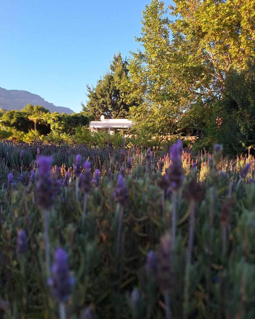 Villa Lavendale On Laing Barrydale Esterno foto